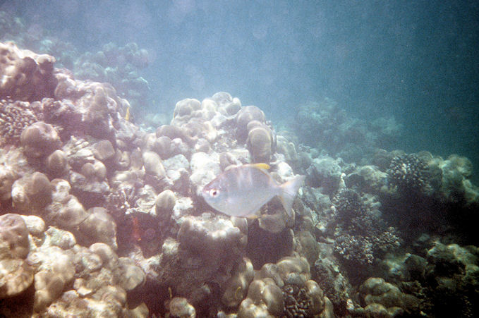 Seychellen Unterwasser-001.jpg